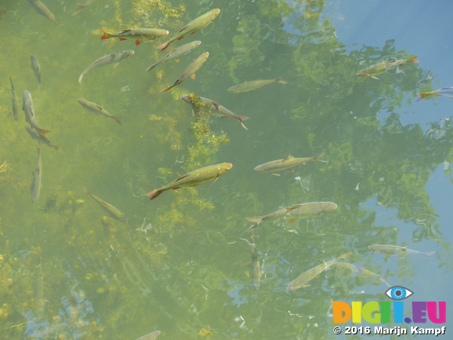 FZ031951 Fishes in moat of fort